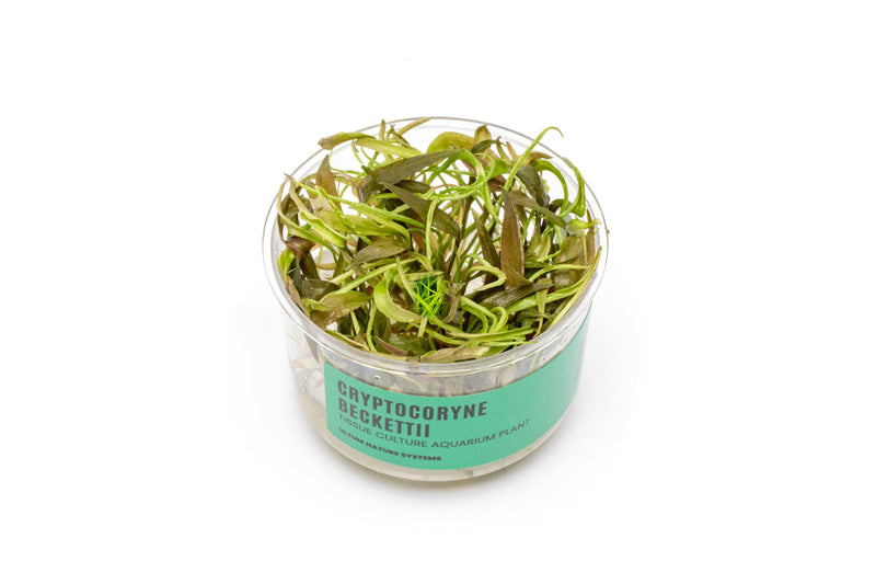 Cryptocoryne Beckettii UNS Tissue Culture Aquatic Plant - Buce Plant