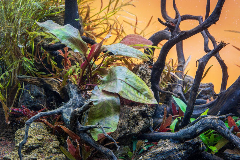 Cryptocoryne Blassii