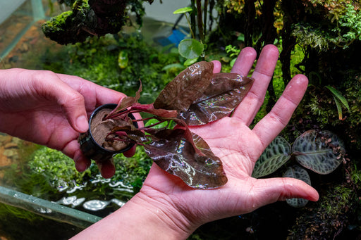 Cryptocoryne Blassii