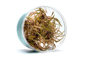 Cryptocoryne Ferruginea Sekadauensis UNS Tissue Culture Aquatic Plant - Buce Plant