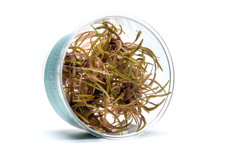 Cryptocoryne Ferruginea Sekadauensis UNS Tissue Culture Aquatic Plant - Buce Plant