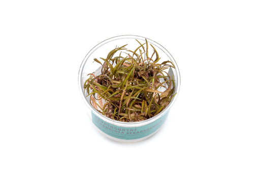 Cryptocoryne Ferruginea Sekadauensis UNS Tissue Culture