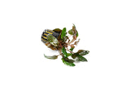 Cryptocoryne Florida Sunset aquatic plant from CPA with vibrant green and reddish-orange leaves, suitable for freshwater aquariums.