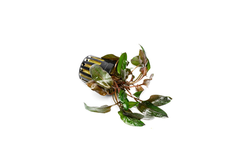 Cryptocoryne Florida Sunset aquatic plant from CPA with vibrant green and reddish-orange leaves, suitable for freshwater aquariums.