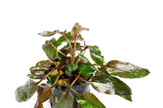 Cryptocoryne Florida Sunset aquatic plant from CPA with vibrant green and reddish-orange leaves, ideal for freshwater aquariums.