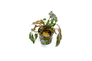 Cryptocoryne Florida Sunset aquatic plant by CPA with vibrant green and reddish-orange leaves for freshwater aquariums.