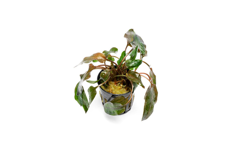 Cryptocoryne Florida Sunset aquatic plant by CPA with vibrant green and reddish-orange leaves for freshwater aquariums.