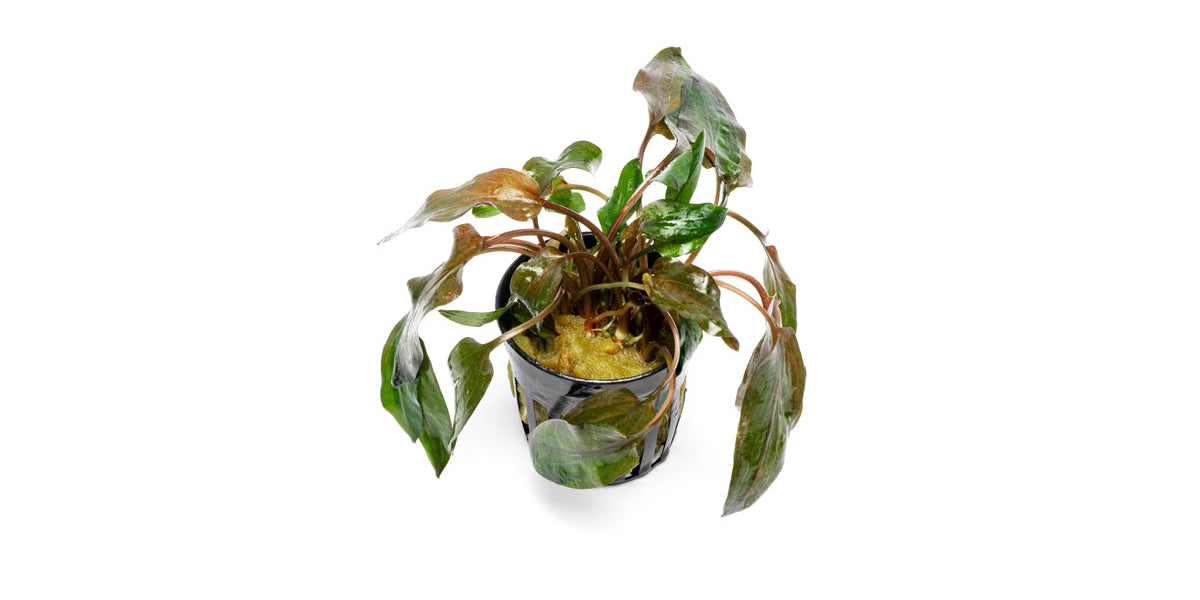 cryptocoryne-florida-sunset-