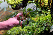 Cryptocoryne Florida Sunset