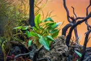 Cryptocoryne Florida Sunset