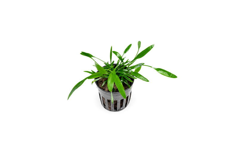 Cryptocoryne Lucens aquatic plant from ACW, showcasing lush green leaves suitable for freshwater aquariums.