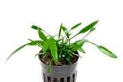 Healthy Cryptocoryne Lucens aquatic plant from ACW with lush green leaves, ideal for freshwater aquariums.