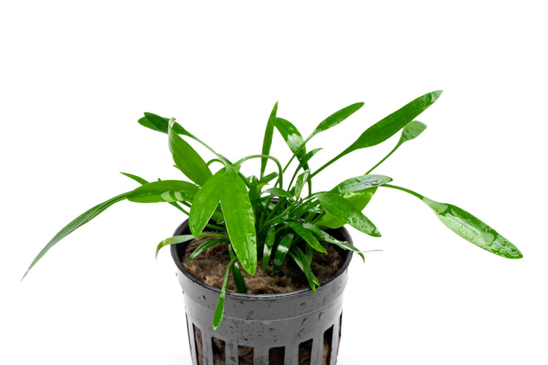 Healthy Cryptocoryne Lucens aquatic plant from ACW with lush green leaves, ideal for freshwater aquariums.