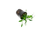 Healthy Cryptocoryne Lucens aquatic plant from ACW with broad green leaves, ideal for freshwater aquariums.