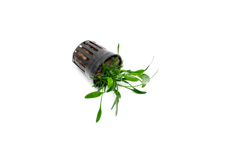 Healthy Cryptocoryne Lucens aquatic plant from ACW with broad green leaves, ideal for freshwater aquariums.