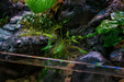 Cryptocoryne Lucens