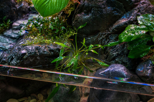 Cryptocoryne Lucens