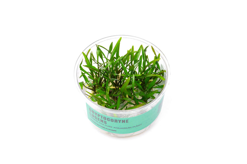 Cryptocoryne Lucens UNS Tissue Culture Cryptocoryne - Buce Plant