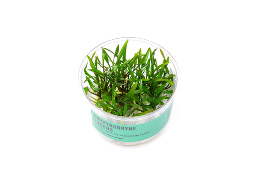 Cryptocoryne Lucens UNS Tissue Culture