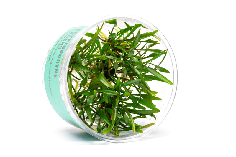 Cryptocoryne Lucens UNS Tissue Culture Cryptocoryne - Buce Plant