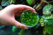 Cryptocoryne Lucens UNS Tissue Culture Cryptocoryne - Buce Plant
