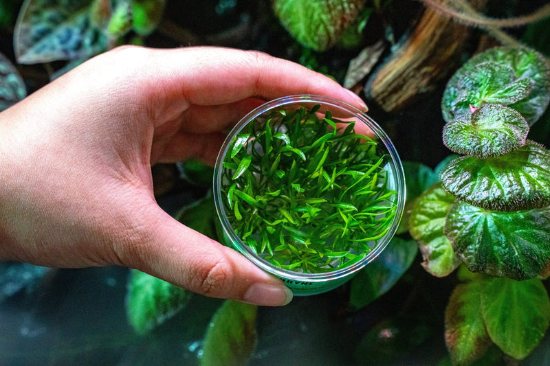 Cryptocoryne Lucens UNS Tissue Culture Cryptocoryne - Buce Plant