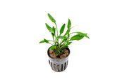 Cryptocoryne Lutea aquatic plant from ACW with green leaves, ideal for freshwater aquariums, shown in a close-up image.