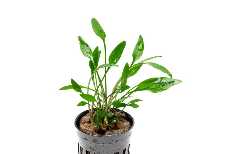 Healthy Cryptocoryne Lutea aquatic plant from ACW with vibrant green and brown leaves suitable for freshwater aquariums.