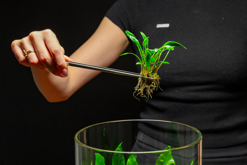 Healthy Cryptocoryne Lutea plant from ACW with green leaves and red-tinged edges, ideal for freshwater aquariums.