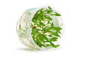 Cryptocoryne Lutea UNS Tissue Culture Aquatic Plant - Buce Plant