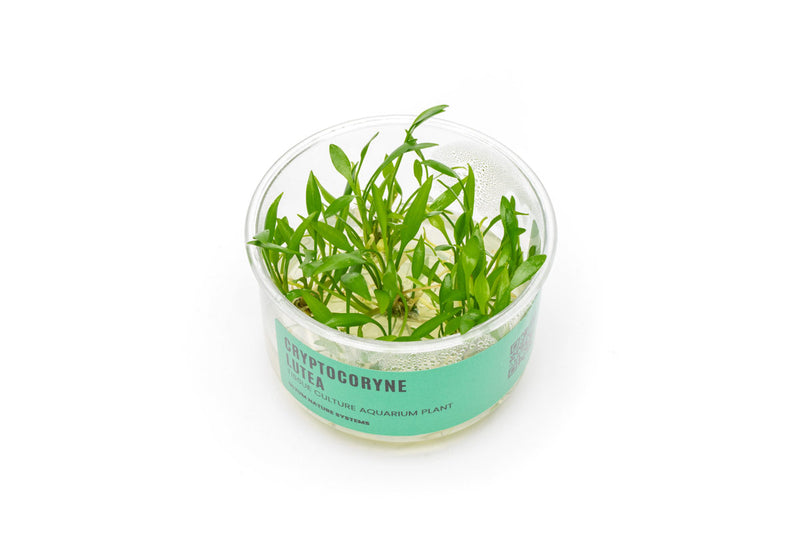 Cryptocoryne Lutea UNS Tissue Culture Aquatic Plant - Buce Plant