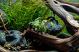 Cryptocoryne Mioya Aquatic Plant - Buce Plant