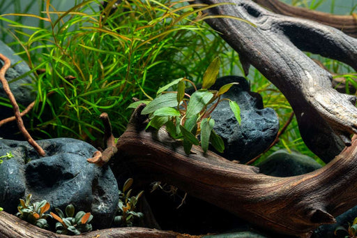 Cryptocoryne Mioya Aquatic Plant - Buce Plant