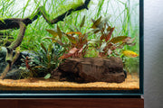 Cryptocoryne Mioya aquatic plant growing on driftwood, vibrant green leaves, natural freshwater aquarium setup, CPA brand.