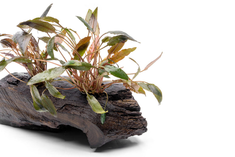 Cryptocoryne Mioya aquatic plant from CPA growing on driftwood, with lush green leaves in an aquarium setting.