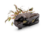 Cryptocoryne Mioya aquatic plant attached to driftwood, showcasing lush green leaves in an aquarium setting.