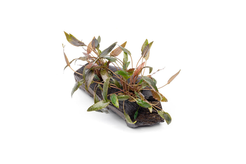 Cryptocoryne Mioya aquatic plant attached to driftwood, from CPA, with lush green leaves suitable for freshwater aquariums.