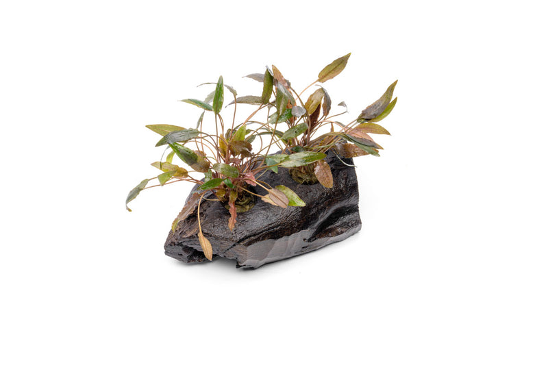 Cryptocoryne Mioya aquatic plant growing on driftwood, natural green foliage, used in freshwater aquariums, CPA brand.