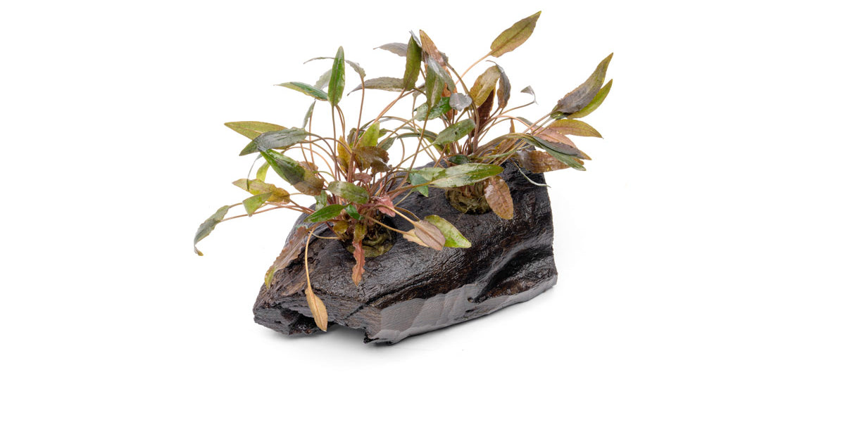 Cryptocoryne on Driftwood Aquarium Plant - Buce Plant