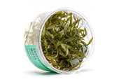 Cryptocoryne Mioya UNS Tissue Culture Cryptocoryne - Buce Plant