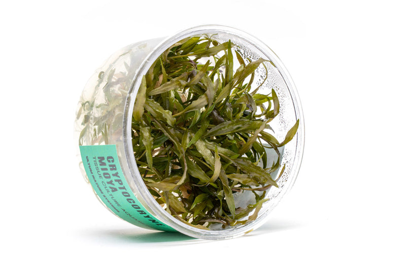 Cryptocoryne Mioya UNS Tissue Culture Cryptocoryne - Buce Plant
