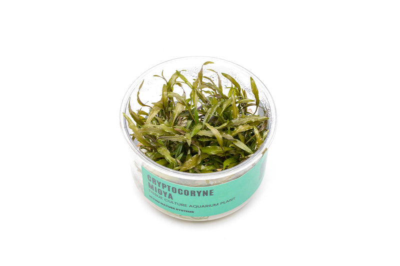 Cryptocoryne Mioya UNS Tissue Culture Cryptocoryne - Buce Plant