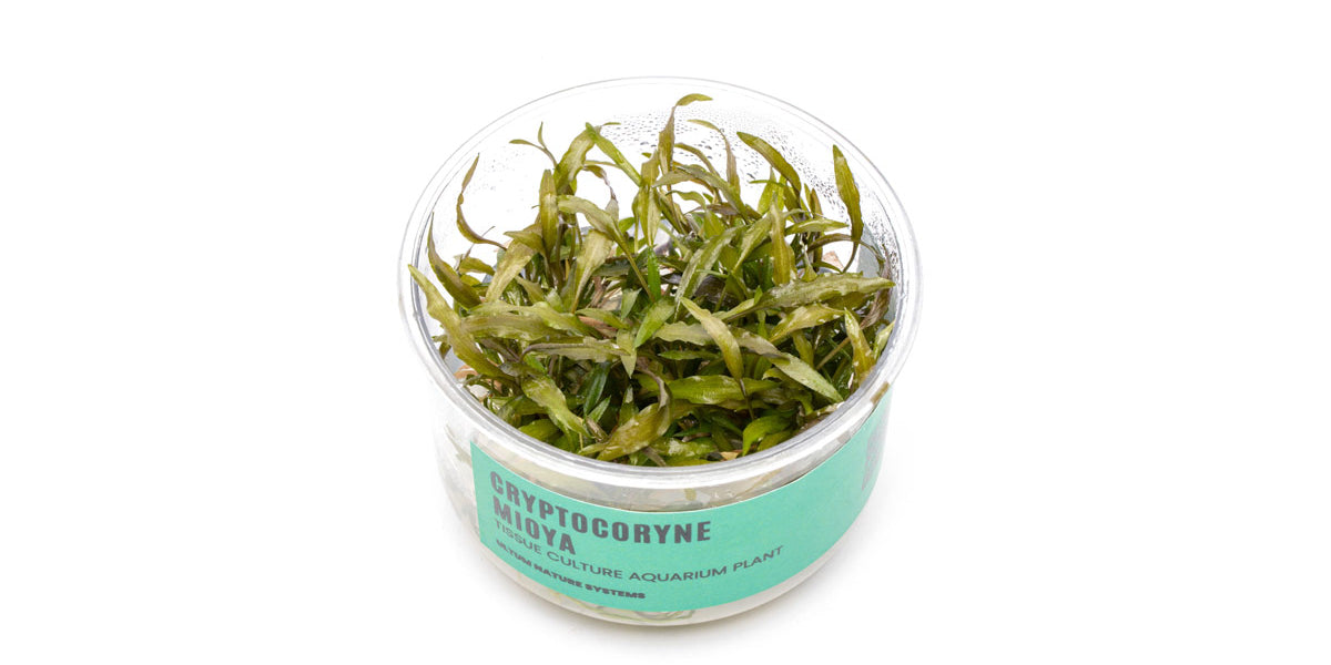 【LA1223-01z】Cryptocoryne sp. Min-2 Cryptocoryne Mioya UNS Tissue Culture — Buce Plant
