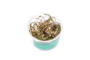 Cryptocoryne Nurii UNS Tissue Culture Cryptocoryne - Buce Plant