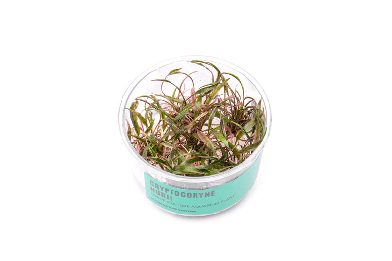 Cryptocoryne Nurii UNS Tissue Culture Cryptocoryne - Buce Plant