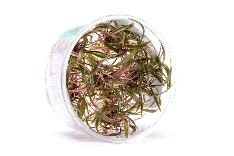 Cryptocoryne Nurii UNS Tissue Culture Cryptocoryne - Buce Plant