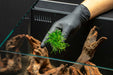 Cryptocoryne Parva Aquatic Plant - Buce Plant