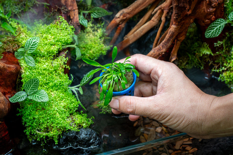 Cryptocoryne Parva