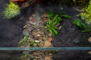Cryptocoryne Parva
