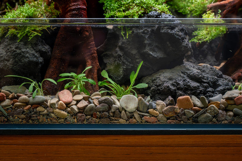 Cryptocoryne Parva